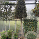 Quercus ilex 25-30 HO container