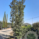 Quercus ilex 300-350 cm container meerstammig