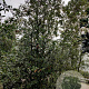 Quercus ilex 300-350 cm container meerstammig