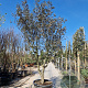 Quercus ilex rotundifolia 40 cm stam container