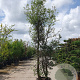 Quercus suber 300-350 cm cont. 130L meerstammig