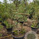 Quercus suber 300-350 cm cont. 200L meerstammig
