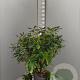Rhododendron 'Catawb. Grandiflorum' 80-100 cm 15L