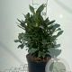Rhododendron 'Cunningham's White' 50-60 cm 7,5L