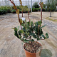 Rhaphiolepis indica Springtime 30-40 cm 3,0L