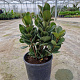 Rhaphiolepis umbellata ovata 20-30 cm 3,0L