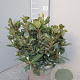 Rhaphiolepis umbellata ovata 40-60 cm 10L