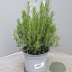 Rosmarinus officinalis GM C3