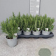 Rosmarinus officinalis P14