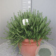 Rosmarinus off. 'Prostratus' GM 30L