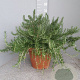 Rosmarinus off. 'Prostratus' GM 30L