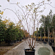 Sambucus nigra Black Beauty 250-300 cm container meerstammig