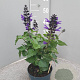 Salvia Salgoon Lake Blueberry GM P17