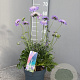 Scabiosa col. 'Mariposa Blue' GM P17