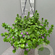 Scaevola aemula GM C6L