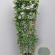Solanum jasminoides 150-160 cm 10L
