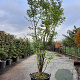 Styphnolobium japonicum 350-400 cm container meerstammig