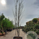 Tamarix africana 350-400 cm container meerstammig