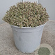 Thymus citriod. 'Silver Queen' GM C3