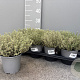 Thymus citriod. 'Silver Queen' P14