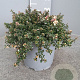 Thymus puleg. 'Foxley' GM C3