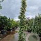 Trachelospermum jasminoides 250-300 cm 25L