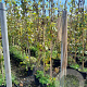 Vitis vinifera 250-300 cm 25L
