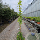 Wisteria brach. 'Shiro Kapitan' 200-250 cm 10L