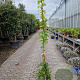 Wisteria brach. 'Shiro Kapitan' 200-250 cm 10L