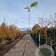 Wisteria sinensis 'Prolific' 250-300 cm 7,5L