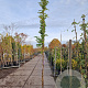 Wisteria sinensis 'Prolific' 300-350 cm 15L