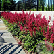 Astilbe (A) 'Astary Red' GM 2,0L