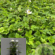 Anemone hyb. 'Honorine Jobert' GM 2,0L