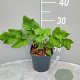 Anemone hyb. 'Honorine Jobert' GM 2,0L