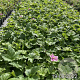 Anemone hyb. 'Königin Charlotte' GM 2,0L