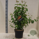 Cercidiphyllum japonicum 60-80 cm 10L meerstammig