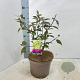 Cornus alba 'Kesselringii' 60-80 cm 5,0L