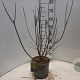 Cornus alba 'Kesselringii' 60-80 cm 5,0L