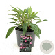 Echinacea p. 'Magnus' GM 2,0L