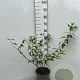 Forsythia int. 'Spectabilis' 60-80 cm 5,0L