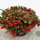 Gaultheria procumbens 15 cm P15