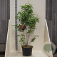 Heptacodium miconioides 125-150 cm 20L meerstammig