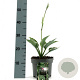 Hosta 'Francee' GM 2,0L