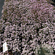 Iberis semp. 'Pink Ice' GM 2,0L