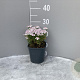 Iberis semp. 'Pink Ice' GM 2,0L