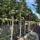 Ilex 'Nellie R. Stevens' 18-20 cm cont. 90L