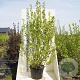 Magnolia kobus 200-250 cm cont. 55L meerstammig