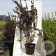 Malus toringo 'Scarlett' 200-250 cm cont. 55L meerstammig