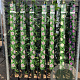 Passiflora 'Amethyst' 150-175 cm vierkant rond 5,5L