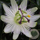 Passiflora caerulea 'Const.Elliott' 150-175 cm vierkant rond 5,5L